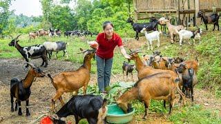 Raising a flock of Goat - Harvesting Banana to sell | Ella Daily Life