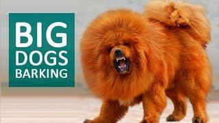 BIG DOGS BARKING Sound Effect HD