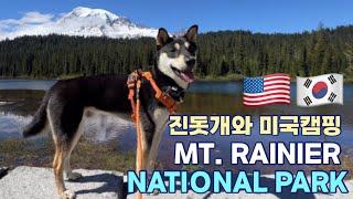 [ENG SUB] What happens if you take a Jindo dog to Mt. Rainier National Park / U.S. camping