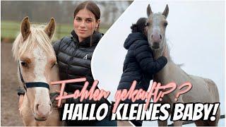 HALLO KLEINES BABY! ICH HABE EIN FOHLEN GEKAUFT? // ASKINO CONSAS