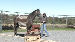 Starting a Young Horse: Buhdar's First Ride, Part I