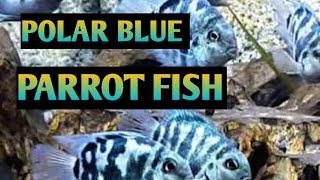 polar blue/polar blue parrot fish/malayalam