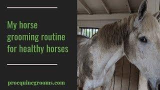 A professional Groom's daily horse grooming routine!