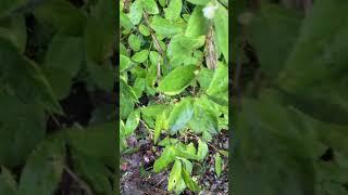 Winter honeysuckle