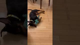 Mischievous German Pinscher Puppy Secretly Destroys Toy | Adorable Dog Antics