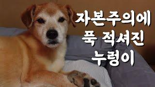 광고따낸 자수성가 누렁이의 '내 집 마련'ㅣ유기견의 대반란