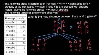 Genetic recombination and gene mapping