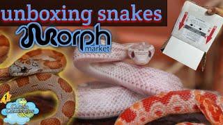 Unboxing snakes from Morphmarket