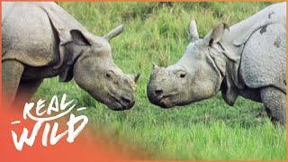 The Incredible Armour Plated Rhino (Wildlife Documentary) | Real Wild