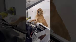 My dog fixed my car!