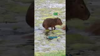 Singing Capybara GOES FOR A RIDE!!!