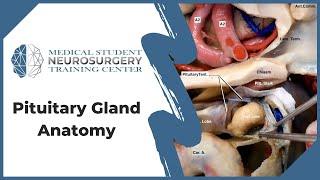 Pituitary Gland Anatomy