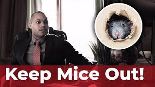 Be Like Ben, And Keep Mice Out By Contacting Viking Pest Control. Plus, 2 Tips For Mice Prevention!