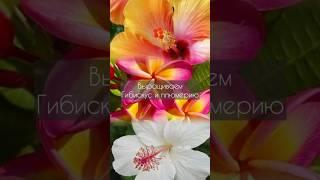 Полный обзор на канале БЕЗРАМОШНЫЙ #цветоводство #семена #комнатныерастения #рассада  #цветы