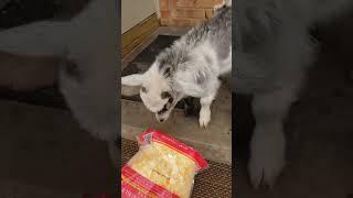 he does not like the cheese lol  #funny