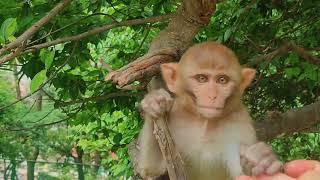 Nepali Monkeys  #monkey  #youtube #video