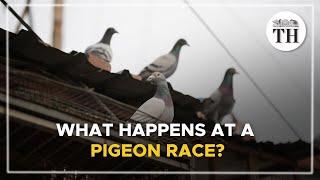 What happens at a pigeon race? | The Hindu