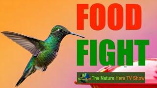 Hummingbirds Food Fight. The Backwards Flying Marvels