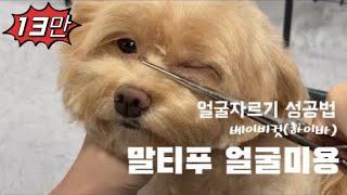 말티푸 베이비컷 하이바처럼 크게 잘라보기~ l pet grooming martipoo