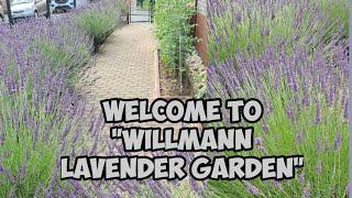 Willmann Lavender Garden 2021 |Ailyn Willmann Vlog