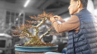 Oyakata's Teaching – How to Bend and Lower Branches on a Japanese Maple