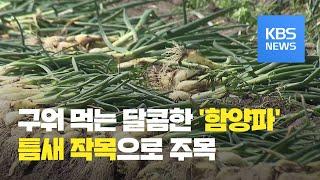 구워먹는 달콤한 ‘함양파’…틈새시장 공략 / KBS뉴스(News)