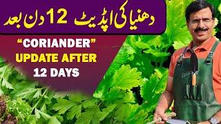 CORIANDER Update after 12 days  || Gardening With Javed Iqbal