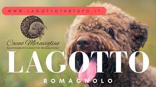 Documentario Lagotto Romagnolo cane da tartufo