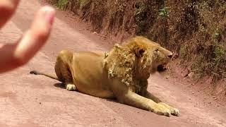 Tanzania - Lake Manyara and Ngorongoro Crater