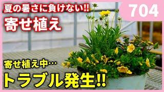 【夏にお勧め！】夏に強い寄せ植え‼ｂｙ園芸チャンネル 704 園芸 ガーデニング 初心者