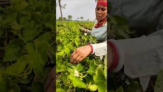 Alone in the Field:  Woman’s Fresh Picked Pointed Gourd for Market #shorts