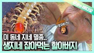 잘 지내..? ️어 지네 먹으면서 지내~┃How Have You Been? I've Been Great, Eating Centipedes ;)