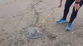 Medusa gigante en la playa de Sacaba en Málaga