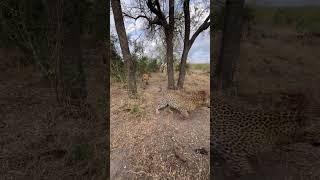 4 LEOPARDS + HYENAS + KILL = ACTION  