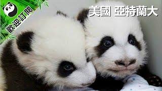 [全球熊貓大拜年]美國亞特蘭大動物園 | iPanda熊猫频道