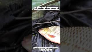 Monster river roach fishing!