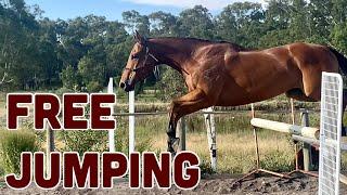 FREE JUMPING two THOROUGHBREDS