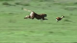 cheetah extreme acceleration and chasing gazelle