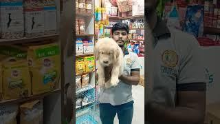 massive Golden retriverfor more details # contact modern pets #goldenretriever #bbsr # #goldenre️