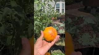 Harvesting #gardener #gardening #garden #explorepage #growingfood #homegrown #growingplants #foodie