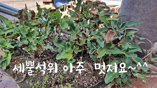 세뿔석위/옛날항아리/석물/옛날대문