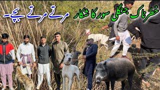 Wild Pig Hunting With Dog In Dangerous Jungle | Hunting With Dog |Soor Ka Shikar | Mirpur Ajk |Ask