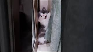 Adorable cute kitten cat amazing moments  | LOVELY PETOPIA 