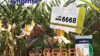 Syngenta S 6668 Maize