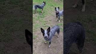 Cattle Dogs Are Never Tired  #blueheeler #shorts #dog