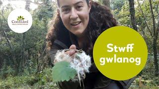 Stwff gwlanog | Coed Lleol (Small Woods Wales)