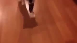 Trollando um gato