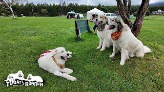 高原の牧場でのんびり休日を楽しんだルンルンとアランとベルです　Great Pyrenees　グレートピレニーズ