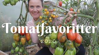 Tomatfavoritter for drivhus 2020