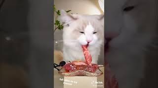 cat take her happy meal yum yum #asmr #food #cat